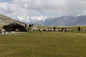 10 Chang pa Shepherds