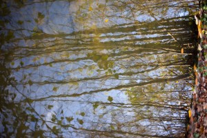 08 Reflets Bois de Boulogne