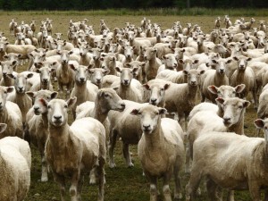 Sheeps Mesopotamia5 - copie