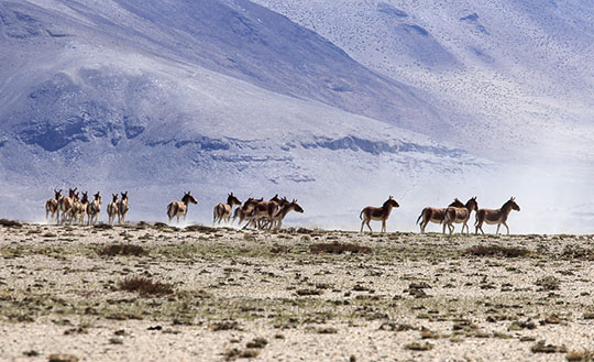 Wild donkeys, Tso Moriri, India-2